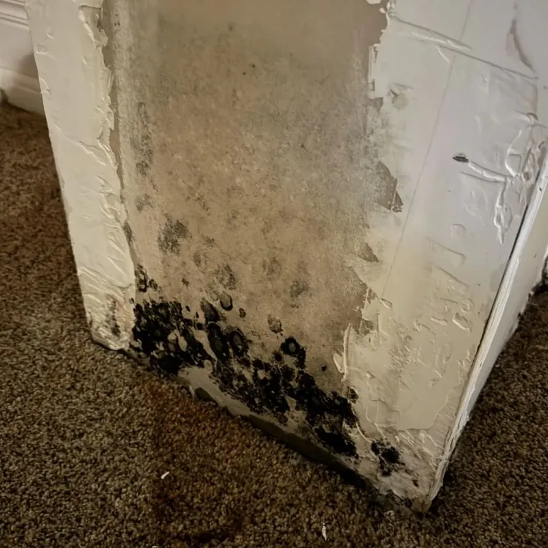 Professional Mold Removal in Rawls Springs, MS